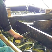 《選出・出荷》長年うなぎと向き合い続けた職人が、養鰻池より出した後のうなぎを選別後、愛情を注いで育てたこだわりのうなぎの出荷準備にかかる。