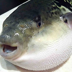 とらふぐ（まだ、不定期の入荷の為お問い合わせください）