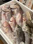 市場より直送！全国の新鮮鮮魚を自店で捌きます