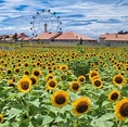 【～夏はひまわり畑が人気のソレイユの丘～】ソレイユの丘は1年を通して季節の花が咲き誇る！