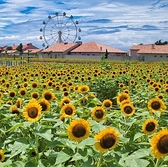 【~夏はひまわり畑が人気のソレイユの丘~】ソレイユの丘は1年を通して季節の花が咲き誇る!