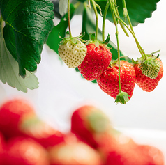 ザ チェルシーの写真