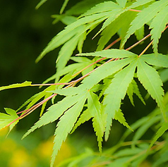 旬彩遊膳 ながなわのコース写真