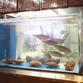 【水槽】その日の魚が泳いでます