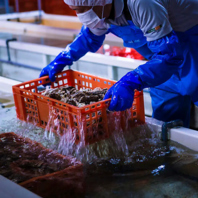 8TH SEA OYSTER（エイス シー オイスター）