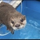 カワウソカフェ HARRY 原宿テラス店の画像