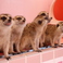 原宿 かわいい動物園の画像