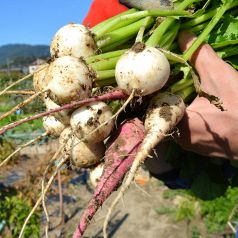 自家農園で獲れるこだわりの野菜たち