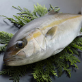 料理メニュー写真 季節のブランド魚を赤字大特価でご提供。今時期は『大分ヒラマサ』お刺身