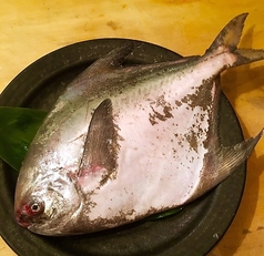 まながつお