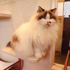 猫カフェニャンシーのコース写真