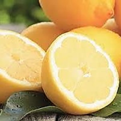 生搾りレモンサワー