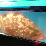 【全長40cmのあこう】店内の生簀で泳ぐのは高級魚。多幸半ならではのかなり希少なサイズ。