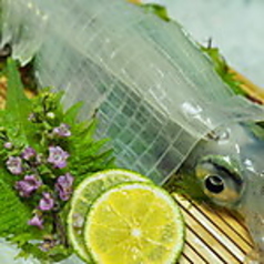 活いか　姿造り