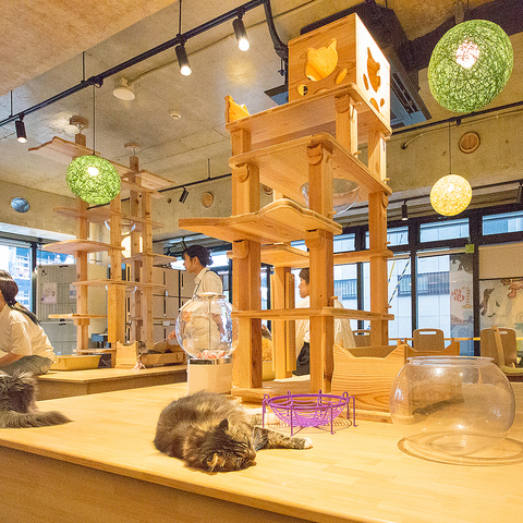 Cat&Animal Cafe Noah s Ark mAYA[N sّOX