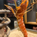 料理メニュー写真&nbsp;有頭海老