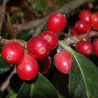 直火式焙煎で引き出す透明感のある香味が魅力