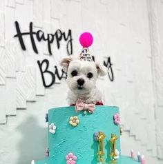 Cafe Merry カフェ メリーの写真