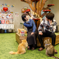 PARK72 ネコCAFEの特集写真