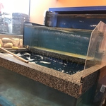 回転寿司の店内では珍しい『生簀』から、捌きたてで鮮度抜群の状態で『活魚寿司』をご提供致します♪