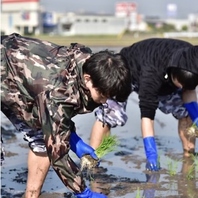 田植えから稲狩りまで一気通貫で愛情一杯の近江米