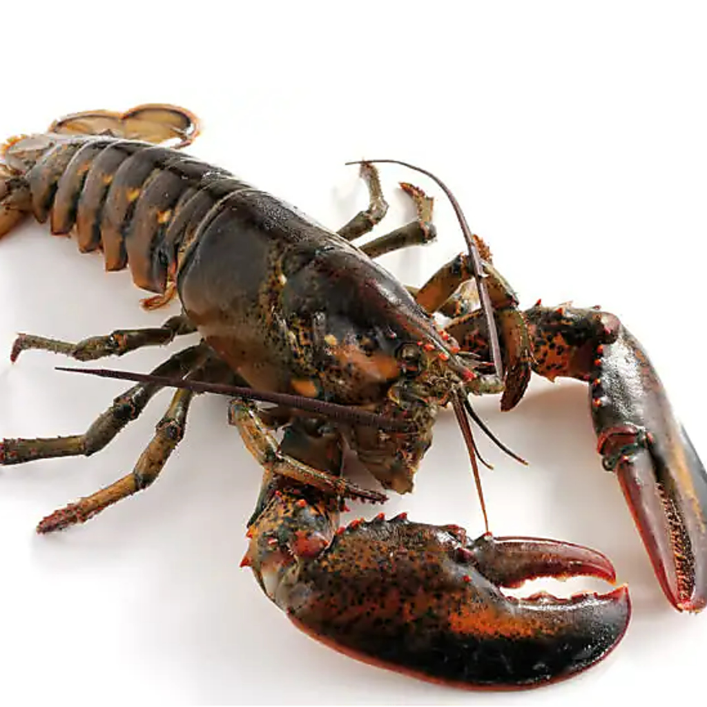 元気なカナダ産オマール海老を提供！フレッシュならではのプリプリ食感をお楽しみ下さい。