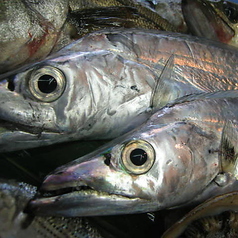 縞あじ・太刀魚・ホッキ貝・赤貝