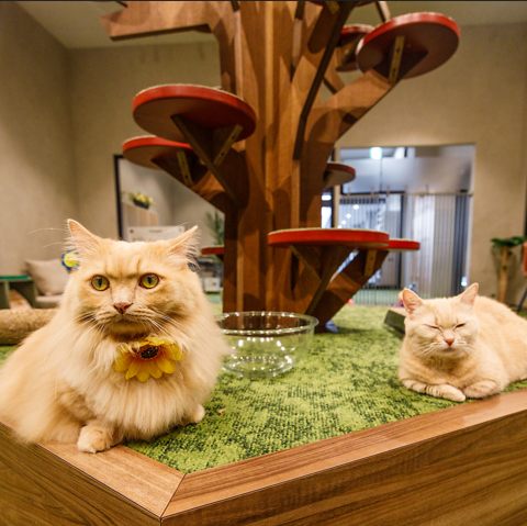 PARK72 ネコCAFE(香椎/カフェ・スイーツ)＜ネット予約可