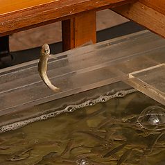 【究極の鮮度】卓上で楽しむ！「ホンモロコ釣り体験」！その場で唐揚げで味わう贅沢の写真