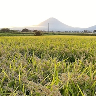 米の美味しさを極める ― 御殿場・北郷産コシヒカリ