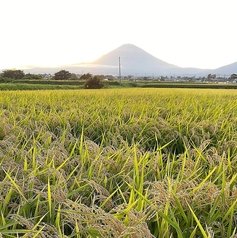 米の美味しさを極める — 御殿場・北郷産コシヒカリの写真