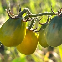 【旬のものと鮮度抜群さが自慢の素材を使用】