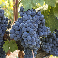 豊かな太陽のスペインが生み出す果実味の強いワイン