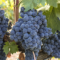 豊かな太陽のスペインが生み出す果実味の強いワイン