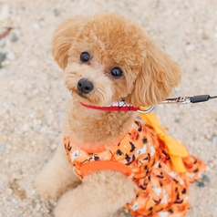 idog アイドッグの特集写真