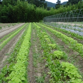 契約農家から直送の新鮮野菜を使用しております。