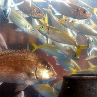 マグロ料理に舌鼓！さかなや道場で旬の逸品を贅沢に堪能