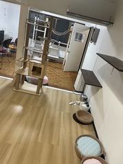 保護猫カフェ