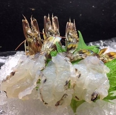活車海老刺し身 3匹
