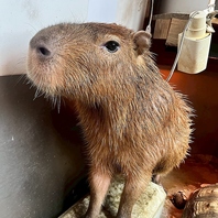 動物さんにおやつをあげる体験ができます◎