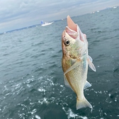 日によってスタッフの釣ってきた鮮魚がたのしめます！気になったらお気軽にお問合せください！※こちらの写真は実際に当店スタッフが釣って撮影したものです！