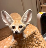 フェネックさん。