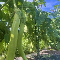 黒猫農園野菜を堪能！