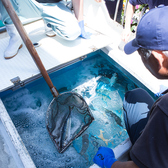 生きたまま運ばれる土佐の鮮魚を巨大生けすへ！