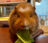 【テディーモルモット】茶色の毛色が特徴で、ずっと触っていたいくらいふわふわ◎人に対しての恐怖心もなくおとなしい性格で、貫禄のある表情がかわいいです♪