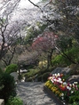 春を彩る１５本の桜