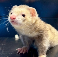 ぷにぷにでかわいい♪マーシャルフェレット