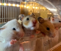 小さくてかわいい！ハムスターさん