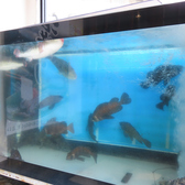 1Fにはいけすがございますので、泳ぐお魚を眺めながら当店自慢のお食事をごゆっくりとお楽しみいただけます。