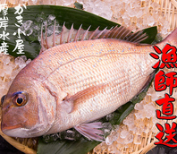 対馬海流でもまれた天然魚をご提供！